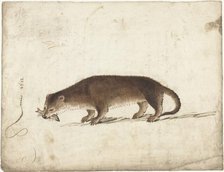 Otter with a fish in his mouth, 1612. Creator: Gerard ter Borch I.