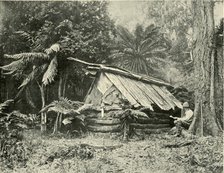'Bush Hut, Dandenong Ranges, Victoria', 1901. Creator: Unknown.