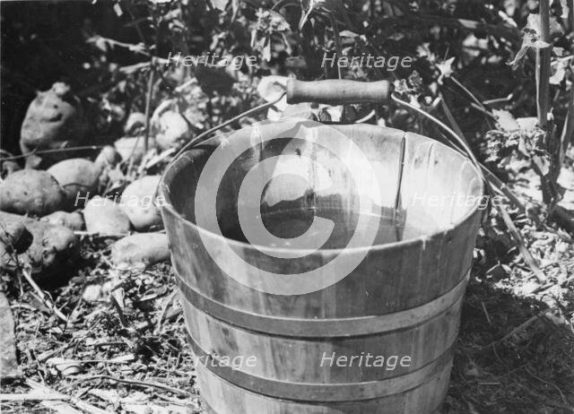 Water, Southern California, 1935. Creator: Dorothea Lange.