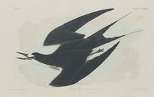 Sooty Tern, 1834. Creator: Robert Havell.