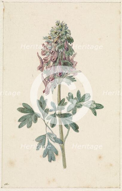 Flowering Corydalis Bulbosa, 1831-1900. Creator: Jan Jacob Goteling Vinnis.