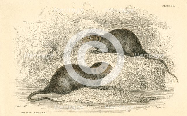 Water vole (Arvicola terrestris), also known as the black water rat, 1828. Artist: Unknown
