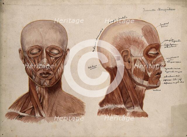 Muscles of the head and neck: two écorché figures, 1880. Creator: Jeannette Mongredien.