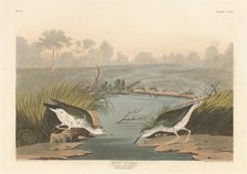 Spotted Sandpiper, 1836. Creator: Robert Havell.