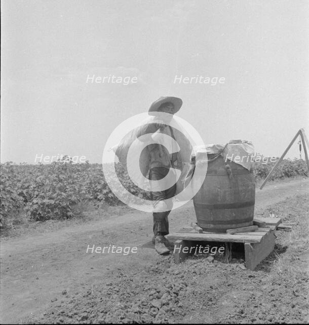 Cotton picking in south Texas, 1936. Creator: Dorothea Lange.