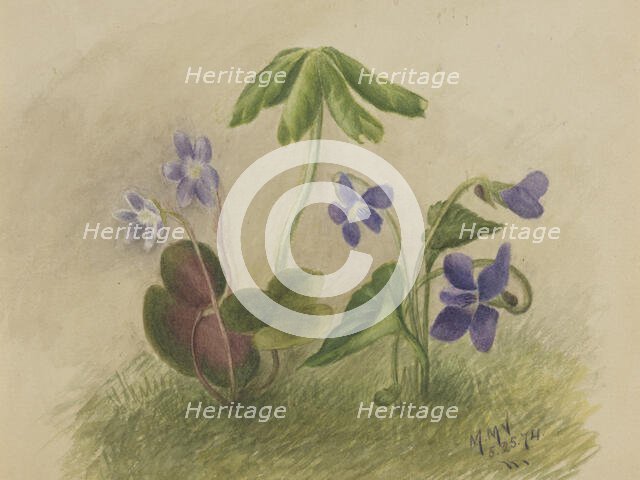 Untitled, 1874. Creator: Mary Vaux Walcott.