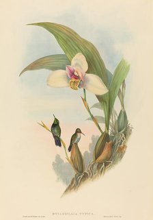 Myiabeillia typica (Abeille's Hummingbird). Creators: John Gould, Henry Constantine Richter.
