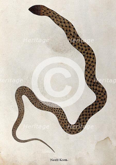 A snake, tan in colour, with brown spotted markings connected by thin diagonal bars, 1795. Creator: Patrick Russell.