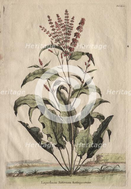 Phytographia Curiosa: Lapathum Sativum Antiquorum. Creator: Abraham Munting (Dutch, 1626-1683).