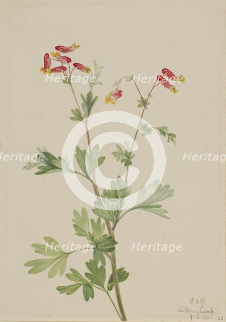 Pink Fumeroot (Capnoides sempervirens), 1922. Creator: Mary Vaux Walcott.