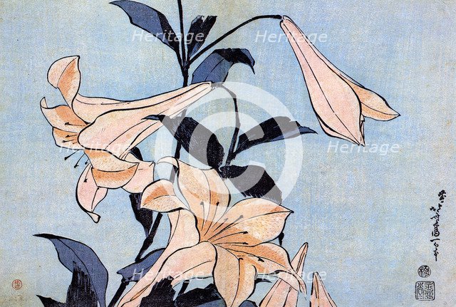 Lilies, c1830.  Creator: Hokusai, Katsushika (1760-1849).