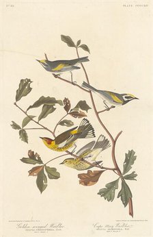 Golden-winged Warbler and Cape May Warbler, 1838. Creator: Robert Havell.