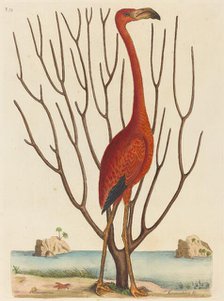 The Flamingo (Phoenicopterus ruber), published 1731-1743. Creator: Mark Catesby.