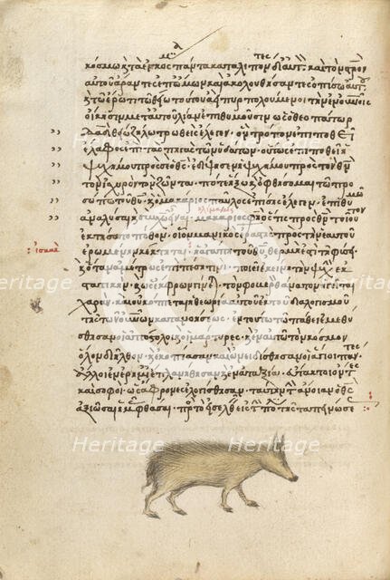 A Pig, 1510-1520. Creator: Unknown.