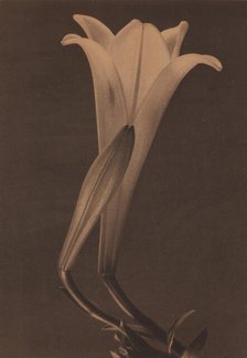Easter Lily and Bud, 1925. Creator: Tina Modotti.
