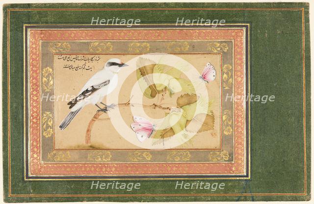 Black and White Bird Perched on a Shrub, 1651-1652. Creator: Shafi' Abbasi (Iranian).