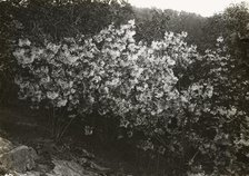Flowering plant , between 1915 and 1935. Creator: Frances Benjamin Johnston.