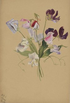 (Untitled--Flower Study), 1886. Creator: Mary Vaux Walcott.