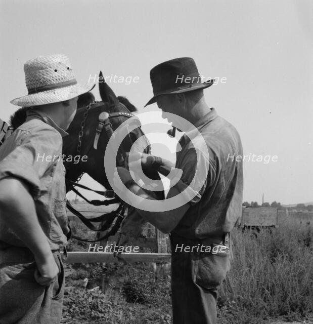 Hired man helps the farmers' oldest boy on the Myers farm, Washington, Yakima County, 1939. Creator: Dorothea Lange.