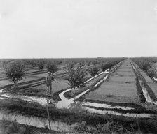 Man in irrigated orchard, probably Pontiac, Ill., between 1900 and 1910. Creator: Unknown.