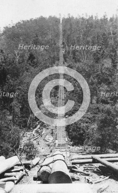 Pine Chute, Biarra, 1925. Creator: Jack Bain.