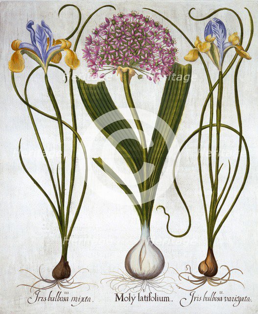 Purple Sensation, and Spanish Irises, from 'Hortus Eystettensis', by Basil Besler (1561-1629), pub. 