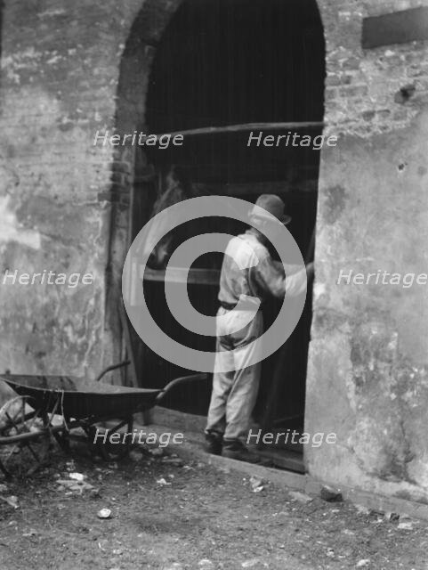 Man and horse in stall, New Orleans or Charleston, South Carolina, between 1920 and 1926. Creator: Arnold Genthe.