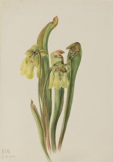 Hooded Pitcherplant (Sarracenia minor), 1925. Creator: Mary Vaux Walcott.