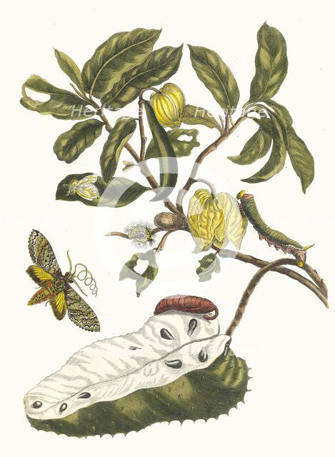Zuursak. From the Book Metamorphosis insectorum Surinamensium, 1705. Creator: Merian, Maria Sibylla (1647-1717).