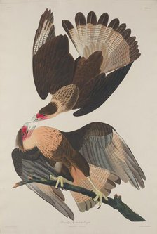 Brasilian Caracara Eagle, 1833. Creator: Robert Havell.