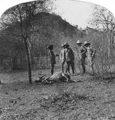 Colonel Afsurul Mulk on a tiger hunt, India, 1900s. Artist: Unknown