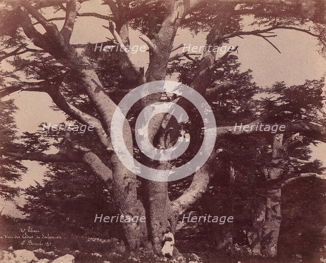Mt. Liban. Tronc d'un des Cèdres de Salomon, 1850-53. Creator: Ernest Benecke.