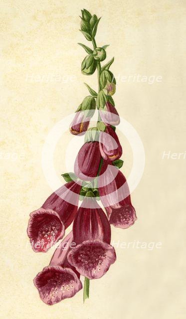 'Foxglove', 1877. Creator: Frederick Edward Hulme.