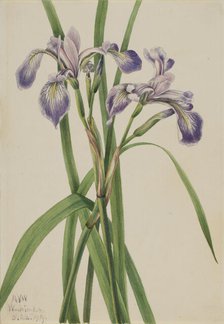 Blueflag Iris (Iris versicolor), 1919. Creator: Mary Vaux Walcott.