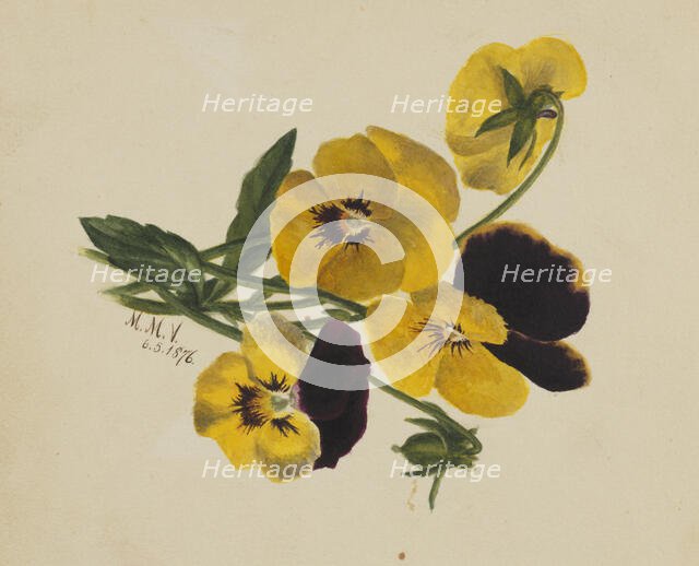 Untitled (Pansies), 1876. Creator: Mary Vaux Walcott.