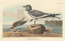 Fork-tailed Gull, 1835. Creator: Robert Havell.