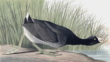 American Coot, Fulica Americana, 1845.