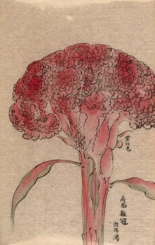 A plant of the Polygonaceae family, possibly a Rumex: flowering stem. Creator: Unknown.