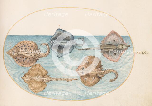 Animalia Aqvatilia et Cochiliata (Aqva): Plate XXIX, c. 1575/1580. Creator: Joris Hoefnagel.