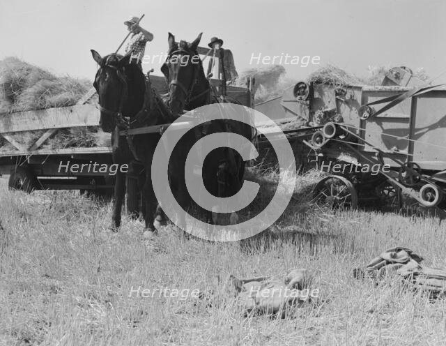 Threshing, midsummer noon, five miles west of Malin, Klamath County, Oregon, 1939. Creator: Dorothea Lange.