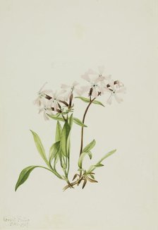 Peatpink (Silene caroliniana), 1917. Creator: Mary Vaux Walcott.