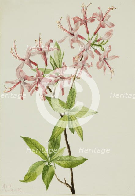 Downy Pinxter Bloom (Azalea rosea), 1923. Creator: Mary Vaux Walcott.