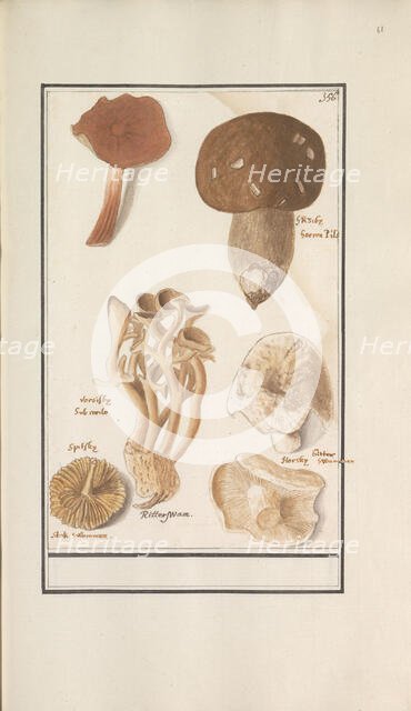 Mushrooms, 1596-1610. Creators: Anselmus de Boodt, Elias Verhulst.