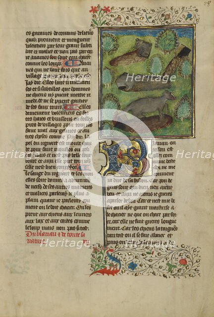 Badgers; Livre de la Chasse, about 1430-1440. Creator: Unknown.