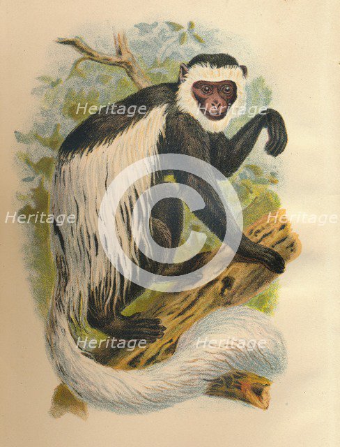 'The White-Tailed Guereza', 1897. Artist: Henry Ogg Forbes.