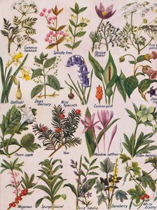'Poisonous Plants Found in the British Isles', 1935. Artist: Unknown.