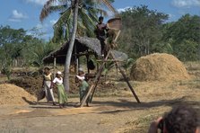 Sri Lankan villagers winnowing rice. Artist: CM Dixon Artist: Unknown