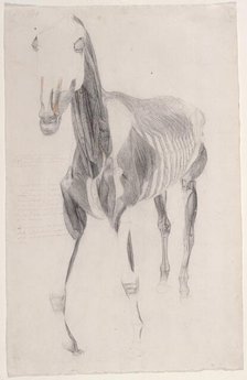 Working drawing for 'The Ninth Anatomical Table of the Muscles ... of the Horse', 1756. Creator: George Stubbs.