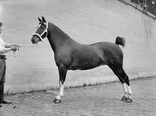 Horse Shows - Mclean, John Roll. His Horses, 1912. Creator: Harris & Ewing.