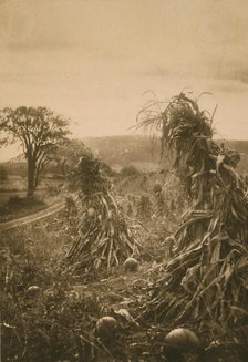 Field with cornstalks twisted into bunches and pumpkins, c1900. Creator: Emma Justine Farnsworth.